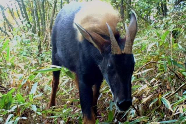 2024新奧門四不像,科學(xué)解說(shuō)指法律_XKP50.664零售版