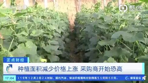 聊城黃瓜最新行情，一根黃瓜如何助力自信與成就之路