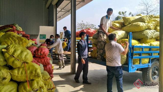 盈江土豆行情動態(tài)，種植希望，收獲自信與成就