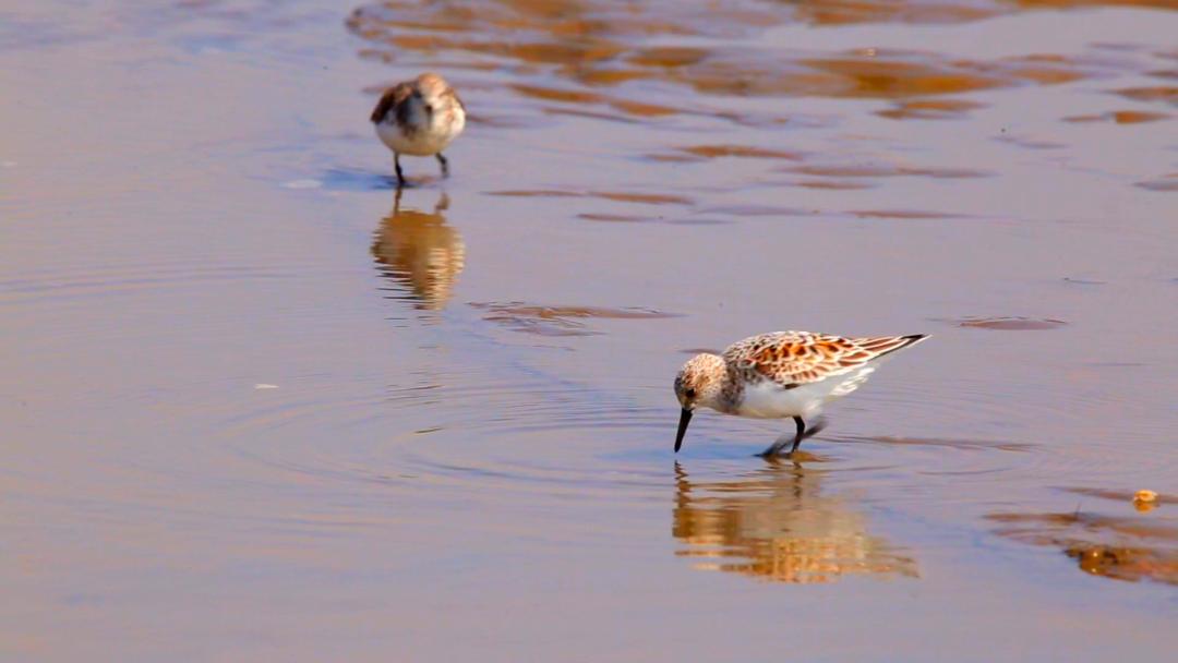 唐山灤南未來藍圖揭秘，最新規(guī)劃引領城市發(fā)展