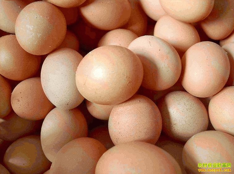 肇東雞蛋價(jià)格最新動(dòng)態(tài)，跟隨自然腳步，重拾內(nèi)心寧?kù)o與平和的探索之旅