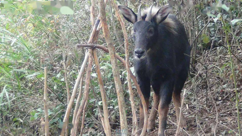 944cc資料免費大全四不像,專家解析意見_KUU23.556精選版