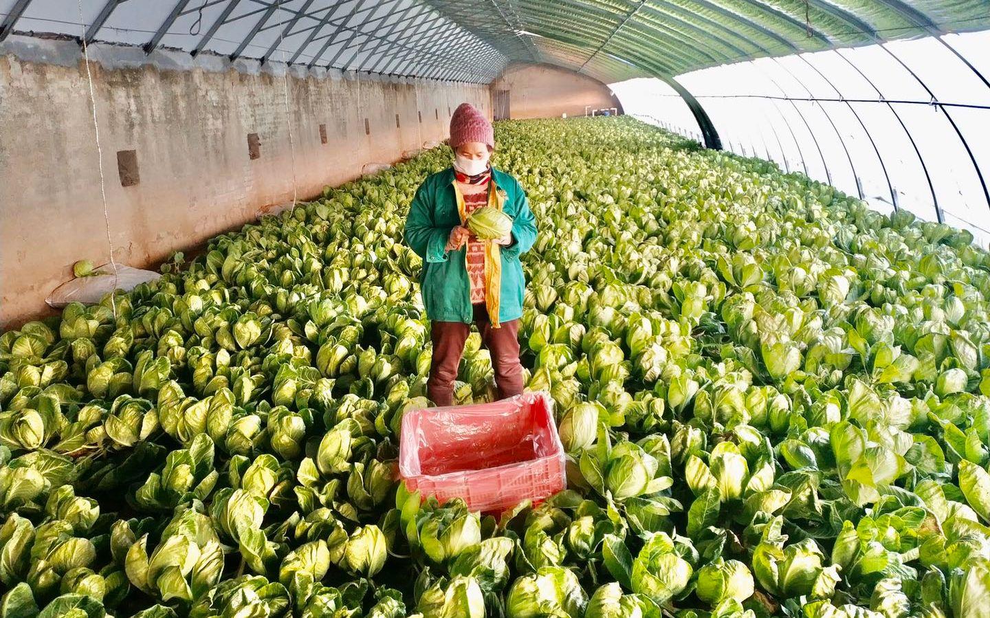 最新特菜品種，家的溫馨故事探索與發(fā)現(xiàn)