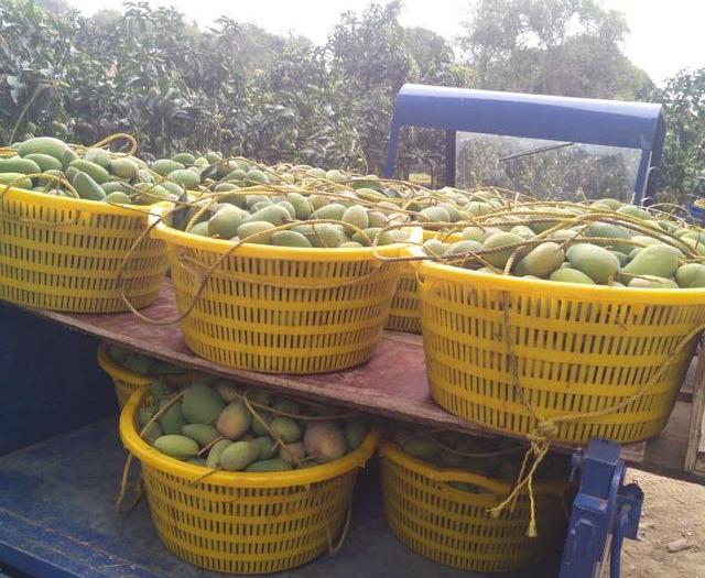 最新芒果品種揭秘，熱帶風(fēng)味的獨(dú)特魅力探索