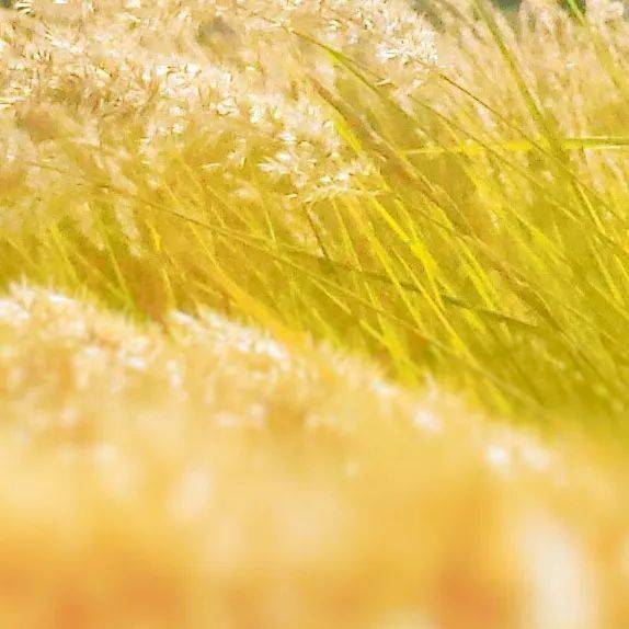 7777788888新澳門正版,實(shí)踐調(diào)查說明_OTD27.575語(yǔ)音版