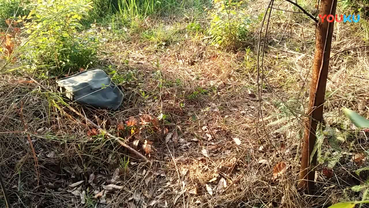 鷓鴣中套最新視頻，領(lǐng)略傳統(tǒng)藝術(shù)魅力的震撼登場！