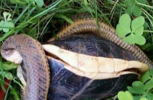 澳門天天彩免費(fèi)資料大全免費(fèi)查詢狼披羊皮,蛇藏龜殼,全面信息解釋定義_MDI10.867數(shù)線程版