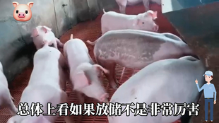 最新閹豬技巧步驟指南，專業(yè)方法與實(shí)用操作指南