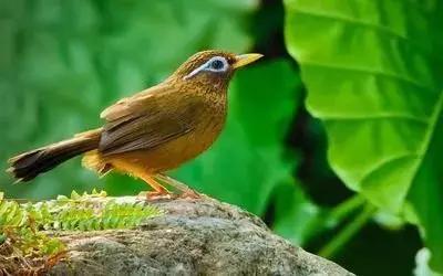 鎮(zhèn)雄房屋最新出售信息，家園變遷與自我成長(zhǎng)的自信成就