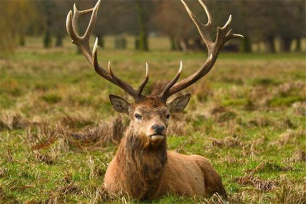 澳門四不像精準(zhǔn)一肖一碼,機(jī)制評(píng)估方案_WJF85.745用心版