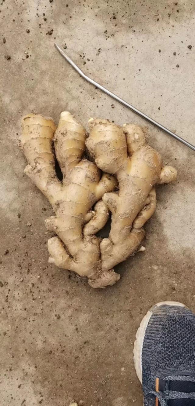 山東生姜最新價(jià)格回顧與洞察