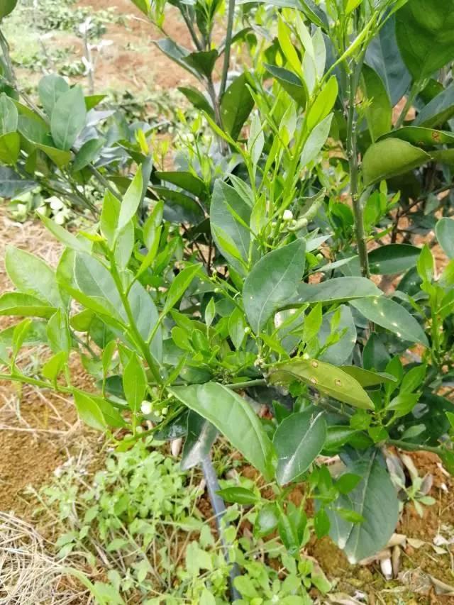 柑橘最新保果技術(shù)，開啟探索之旅，勵(lì)志無限可能