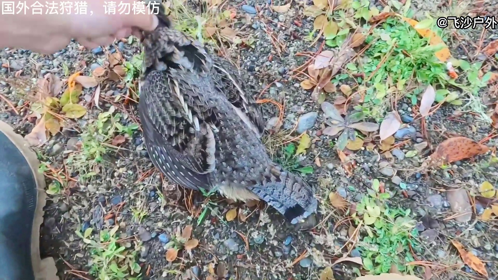 最新國(guó)外彈弓圖片集錦，自然美景的探索之旅