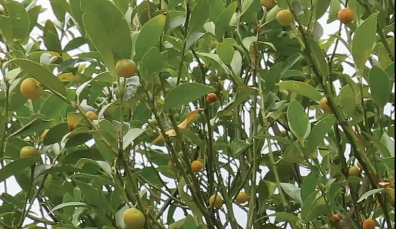 廣場(chǎng)燈具 第286頁