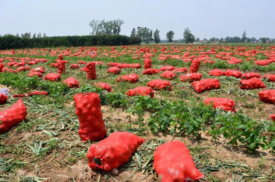 金鄉(xiāng)洋蔥出庫最新價格，獲取與了解的步驟指南