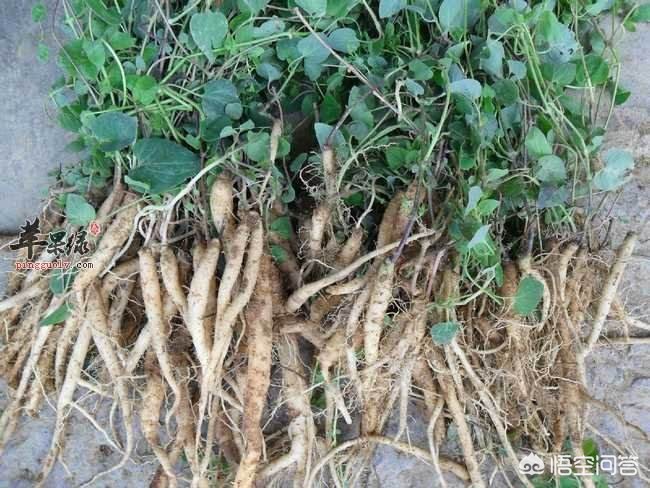 甘肅黨參最新價格動態(tài)，市場走勢與影響因素分析