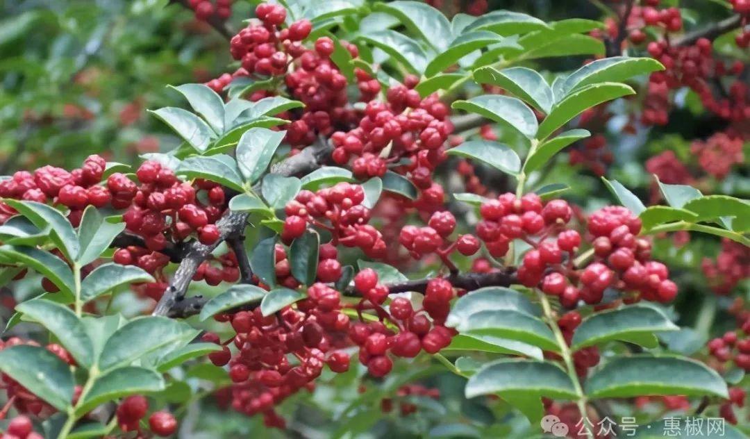 花椒價(jià)格最新行情2024，科技引領(lǐng)，椒香走向未來