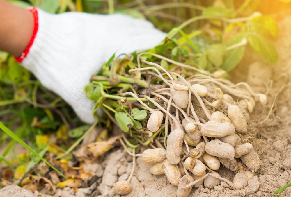 遼寧玉米最新價格動態(tài)，變化中的機遇，學習成就自信與收獲