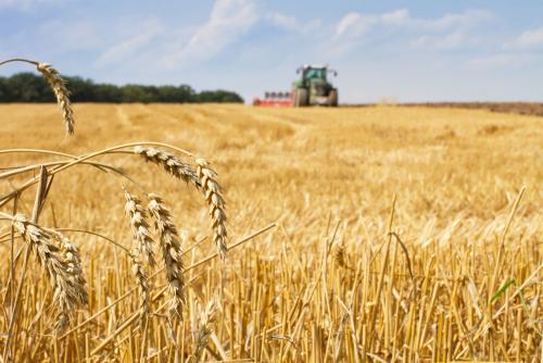 鶴壁小麥最新行情，科技引領(lǐng)農(nóng)業(yè)新時代，市場智能體驗新篇章