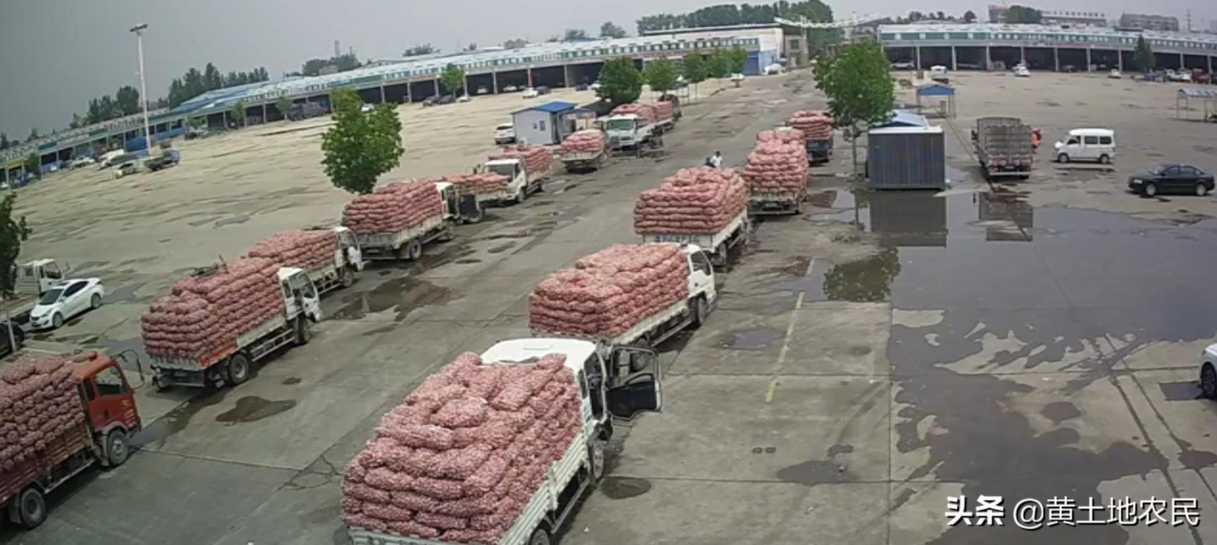 國際大蒜價(jià)格實(shí)時(shí)更新，最新行情概覽