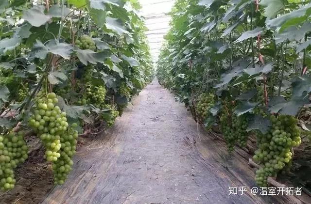 探索自然美景之旅，最新葡萄大棚種植模式揭秘
