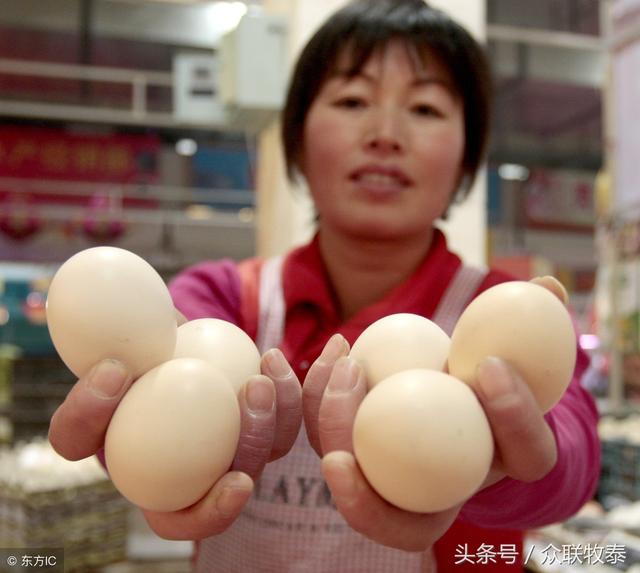 周口雞蛋今日最新價(jià)格，勵(lì)志故事背后的雞蛋價(jià)值探索