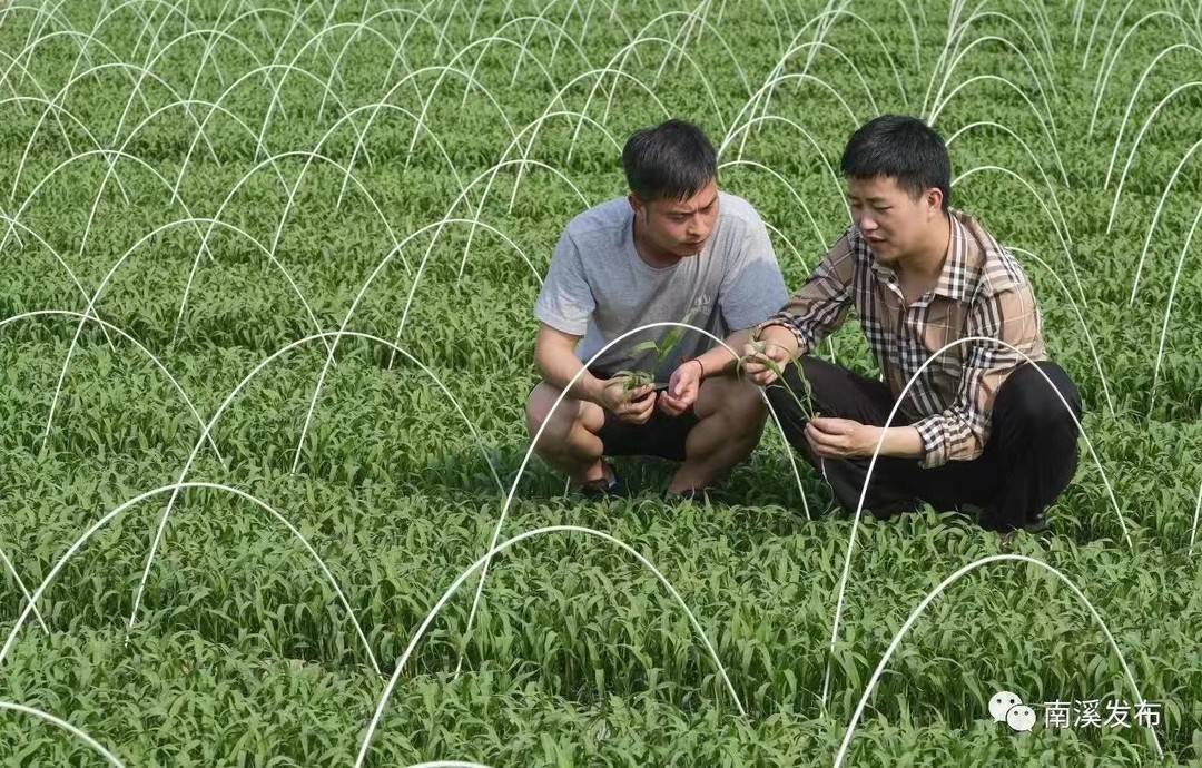 新澳資料免費(fèi)精準(zhǔn)期期準(zhǔn),專家意見法案_仿真版81.481