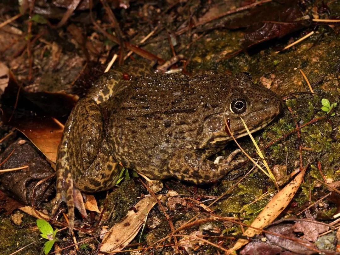 兩棲蛙蛙下載最新版，溫馨的蛙蛙奇遇之旅