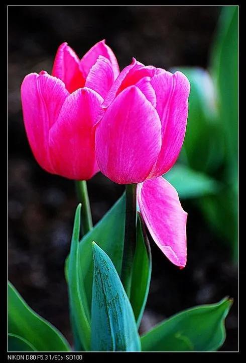 最新郁金香，小巷深處的芬芳馥郁之美