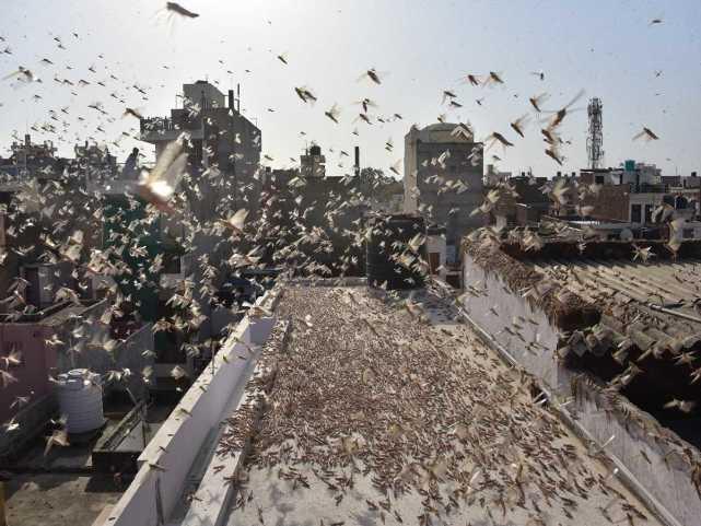 蝗蟲最新動態(tài)，蟲群變化學習之旅，自信與成就感的伴隨成長
