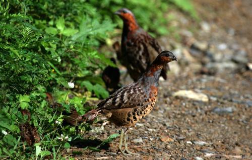 最新竹雞套，傳統(tǒng)與創(chuàng)新的完美融合