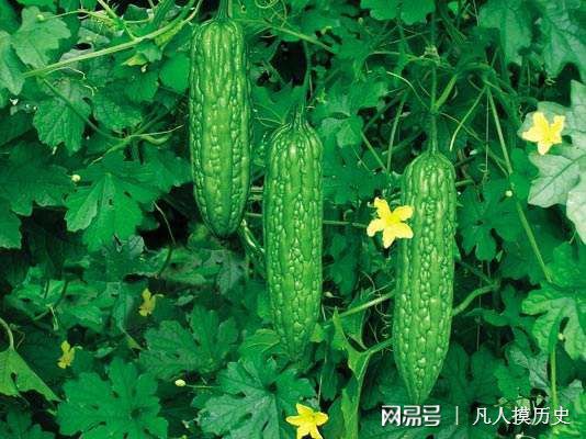 苦瓜最新網(wǎng)站，探索自然美景，尋找內(nèi)心寧靜的輕松之旅