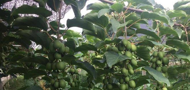 最新型果樹，小巷中的綠色寶藏與獨特風味小店的探索