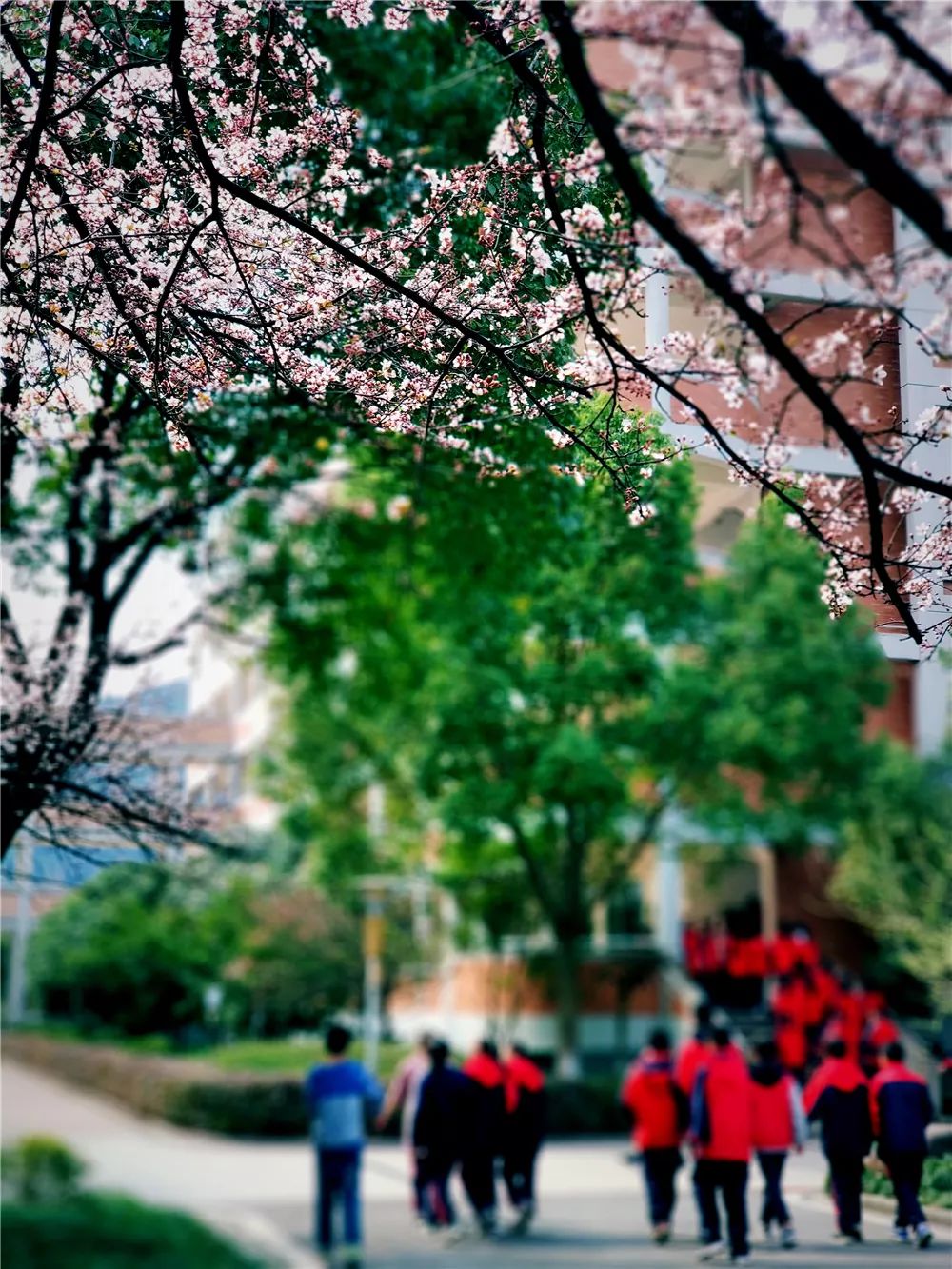 校園風采新照，展現(xiàn)青春風采的照片集錦