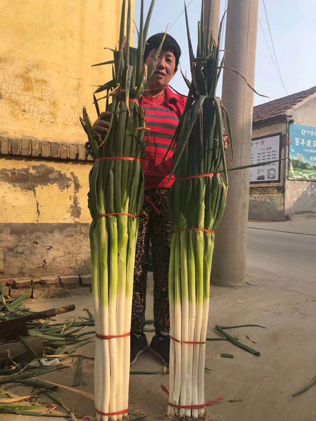 保定大蔥近期價格走勢，機遇與挑戰(zhàn)中的勵志力量