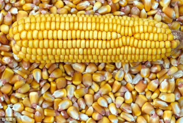 秋日玉米情緣，溫情故事與行情回顧