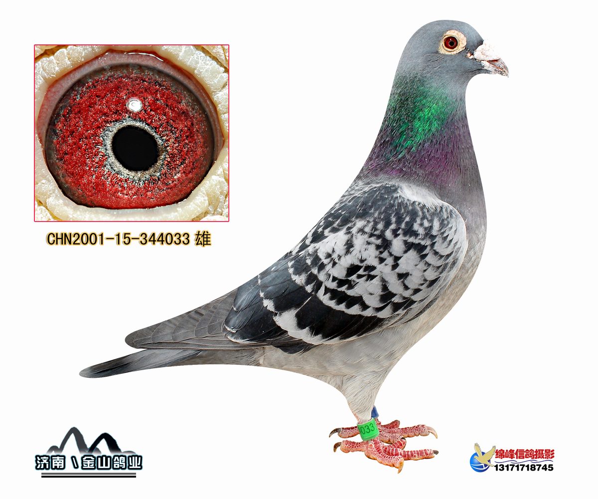 順義信鴿公棚最新通告,順義信鴿公棚最新通告——任務完成指南