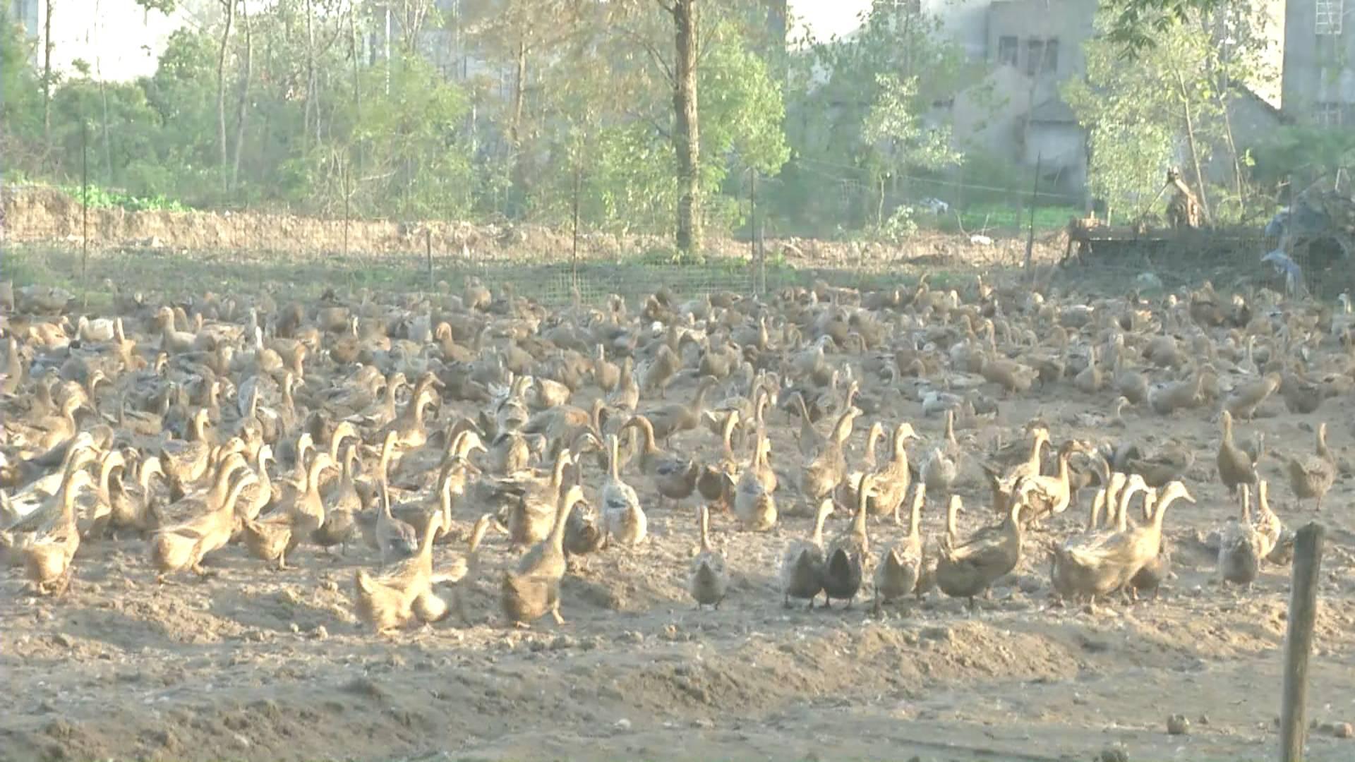 鴨蛋行情網(wǎng)，科技引領(lǐng)鴨蛋市場新時(shí)代