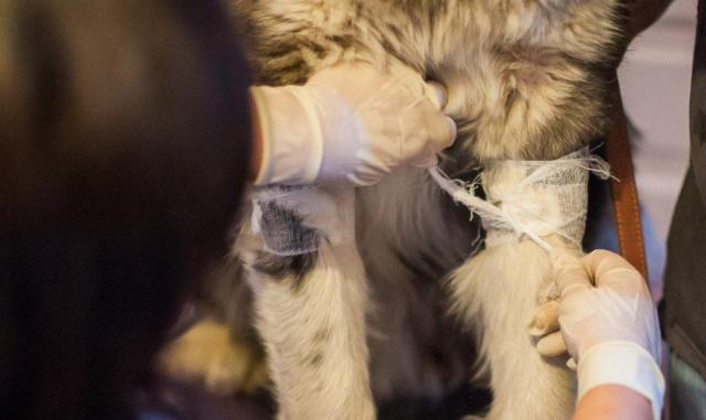 蘇州近期街邊情況，自然美景的心靈之旅體驗紀(jì)實