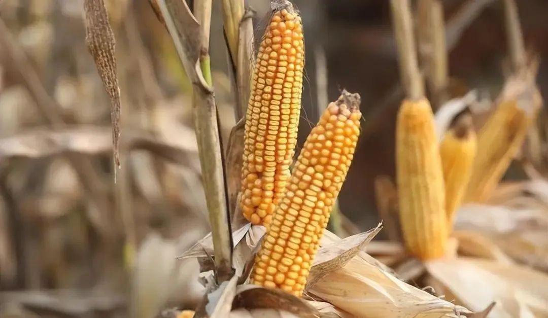 今日山東玉米價格行情，智能農(nóng)業(yè)引領新紀元風向標