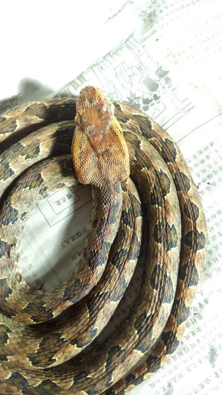 蛻變中的自信與成就，蛇的行情展望