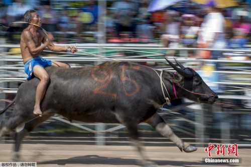 騎水牛比賽，傳統(tǒng)競(jìng)技的魅力與爭(zhēng)議展現(xiàn)