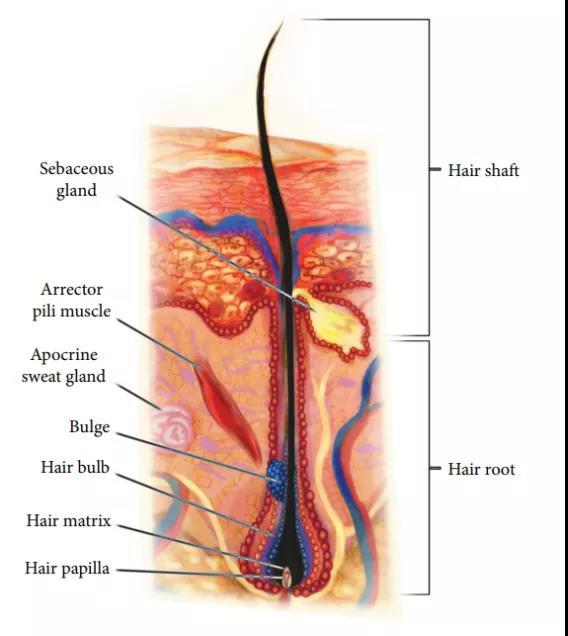 橫紋肌樣瘤最新治療技術(shù)，小巷深處的生命曙光
