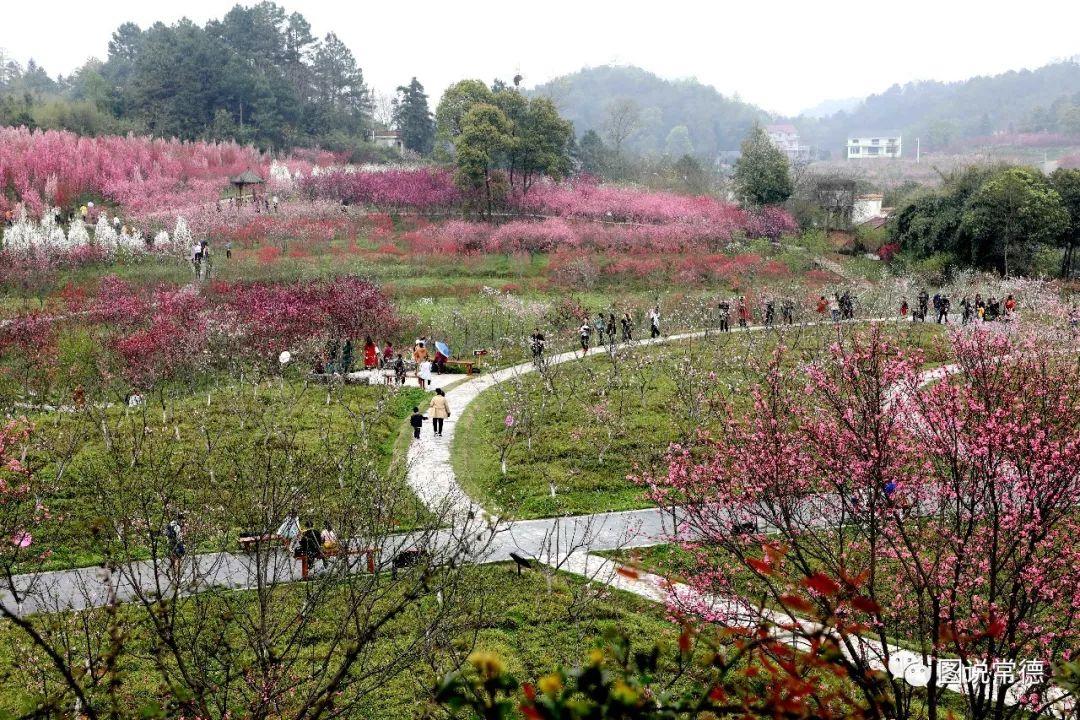 常德最新疫情動(dòng)態(tài)步驟指南，初學(xué)者與進(jìn)階用戶必讀