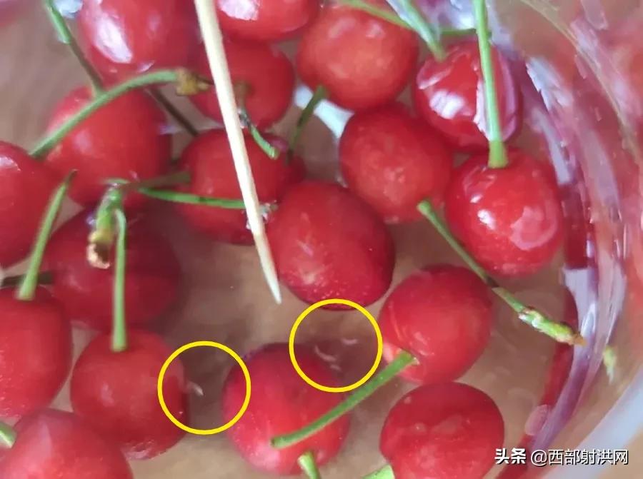 射洪上市公司，小巷深處的獨(dú)特風(fēng)味揭秘