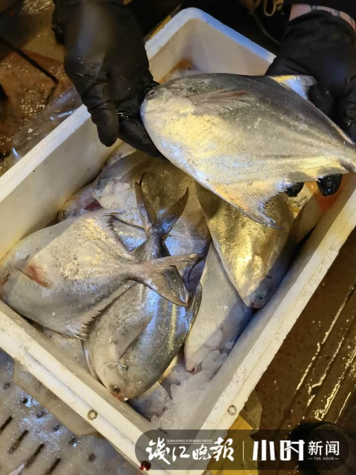 帶魚行情，一場海鮮盛宴的溫馨之旅