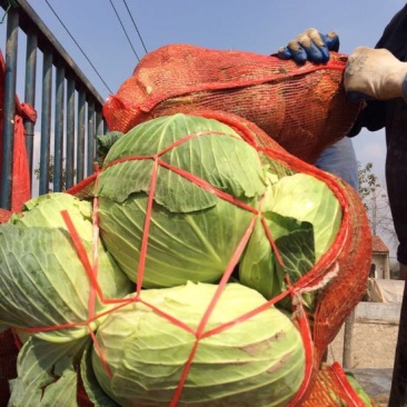 湖北包菜價(jià)格動(dòng)態(tài),湖北包菜價(jià)格動(dòng)態(tài)，一場(chǎng)尋找內(nèi)心平靜的綠色之旅