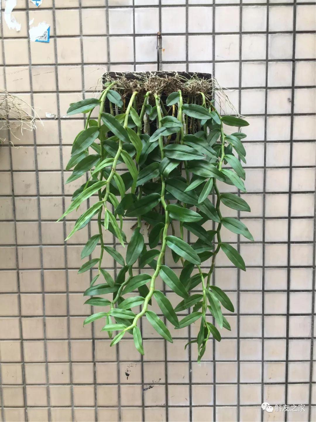 三寧復(fù)合肥最新報(bào)價(jià)及推薦，優(yōu)質(zhì)肥料選擇指南