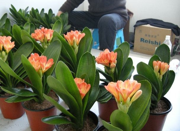 君子蘭價格變化中的自信與成就感，從綠葉到金花之路