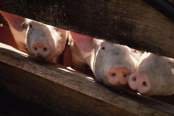 全國(guó)生豬市場(chǎng)價(jià)格動(dòng)態(tài)，變化中的機(jī)遇與挑戰(zhàn)的旅程